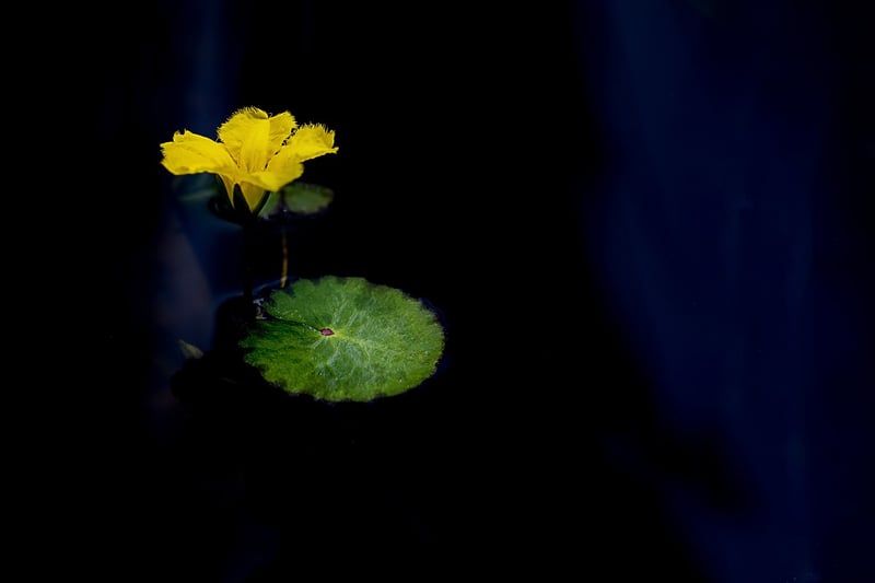 Meditation